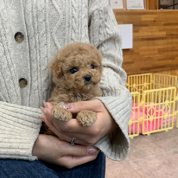 Disponibili cuccioli di barboncino maschi e femmine.